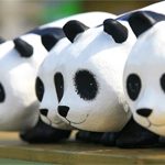 Les pandas envahissent l’hexagone !