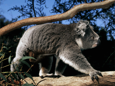 Le koala peut-il sauver le climat ?